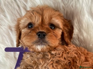 Cavapoo dogs Gorgeous Cavapoo Puppies - Advert 14