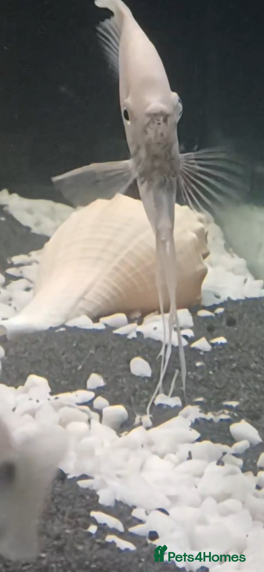 Angelfish fish White platinum blushing angelfish  - Advert 3