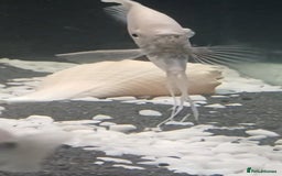 Angelfish fish for sale: White platinum blushing angelfish  - Image 1