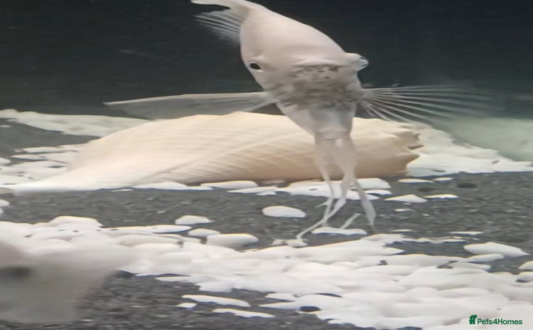 Angelfish fish - Advert 1