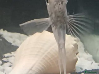 Angelfish fish for sale - Advert 1