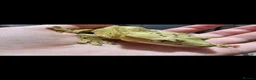 Gecko reptiles for sale: Male crested gecko - Advert 2