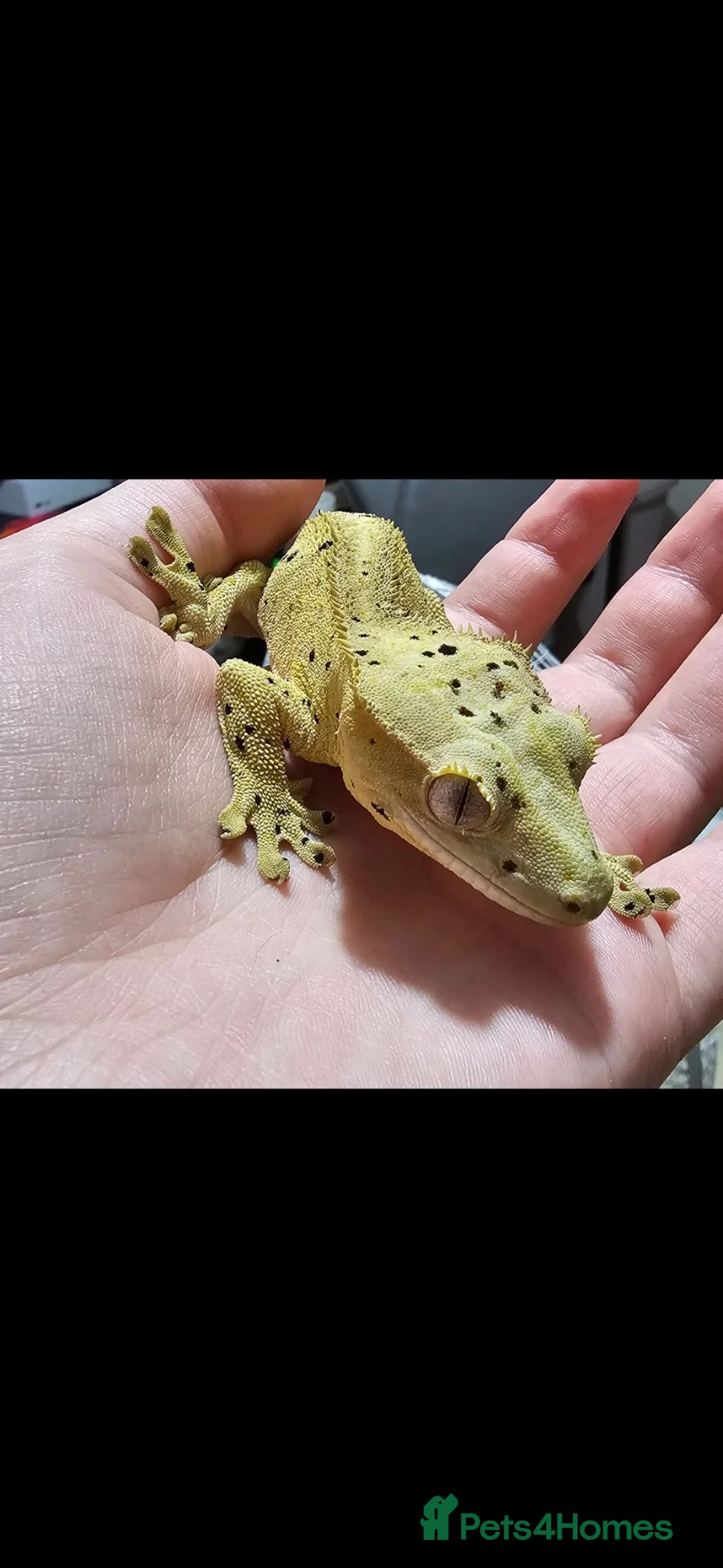 Gecko reptiles for sale: Male crested gecko - Advert 2
