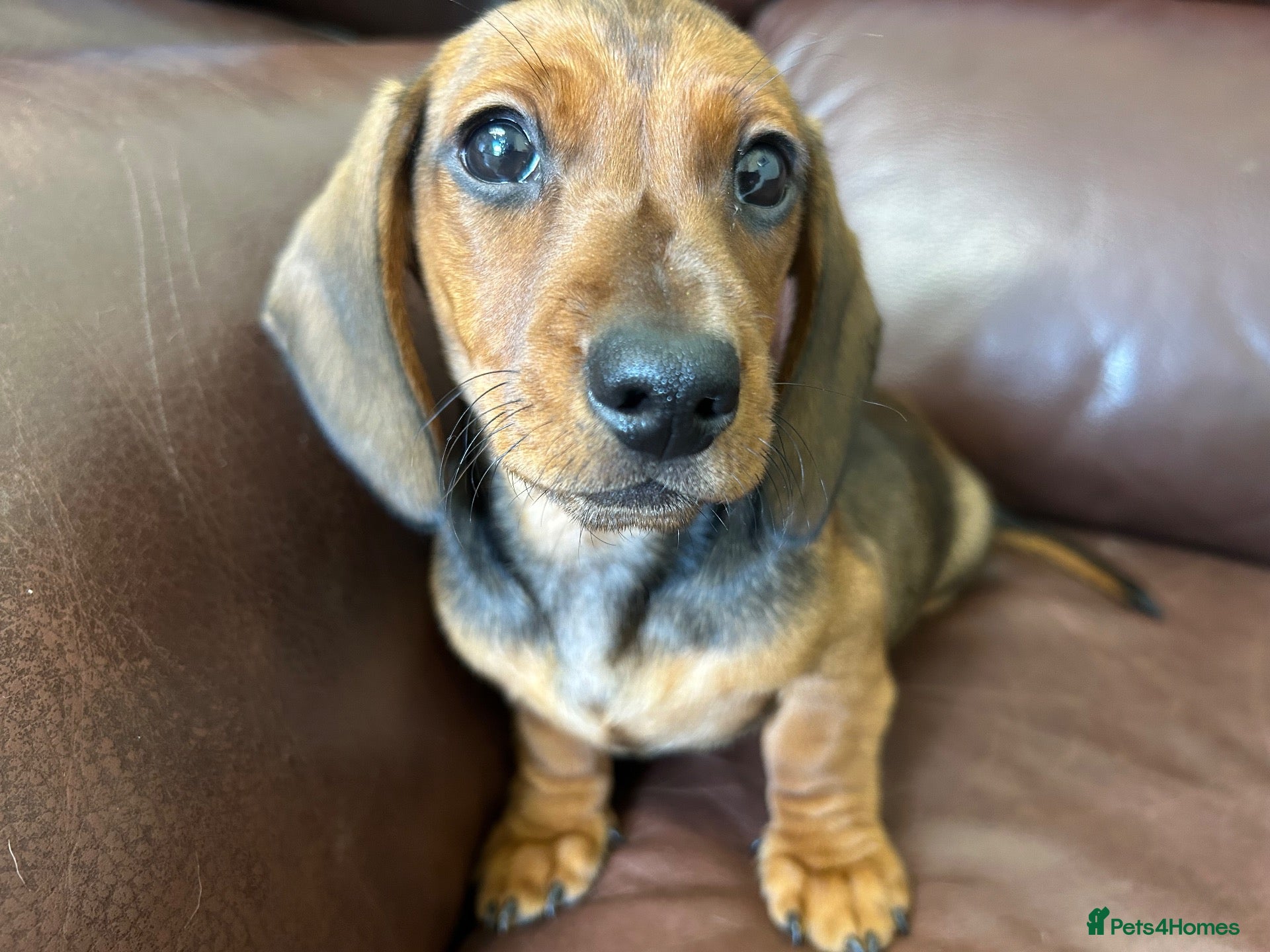 Miniature Dachshund dogs Beautiful kc reg short haired dachshunds  - Advert 2