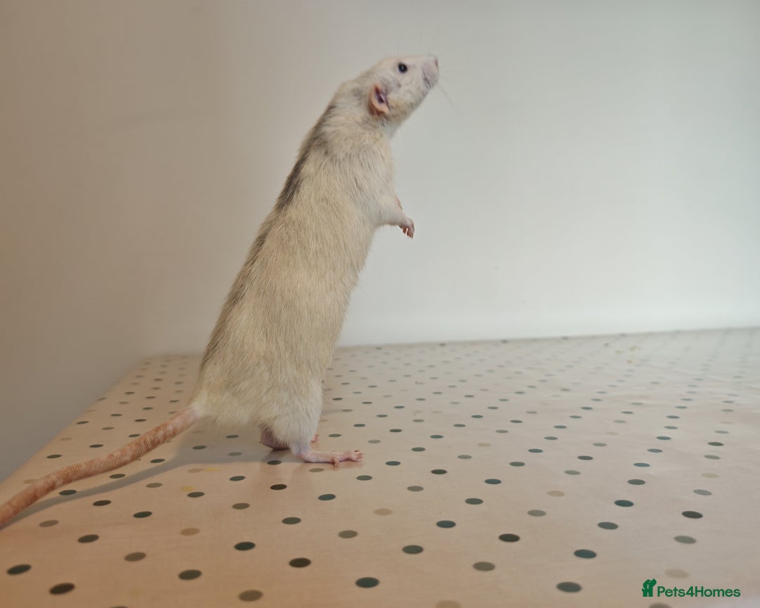 Rat rodents for sale: Trio of Male Dumbo Rats and Cage - Advert 12