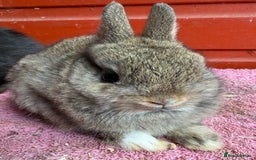 Netherland Dwarf rabbits for sale: Young Netherland Dwarfs for sale in Barrow-in-Furness - Image 24