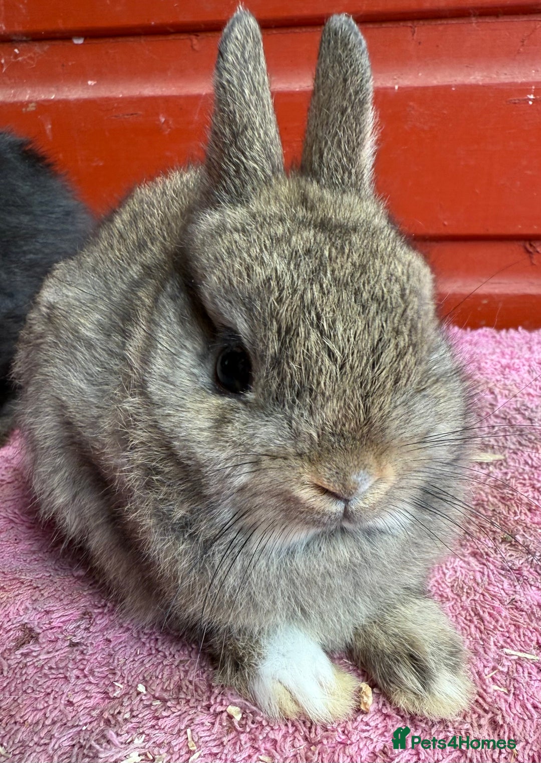 Netherland Dwarf rabbits for sale: Young Netherland Dwarfs for sale in Barrow-in-Furness - Image 24