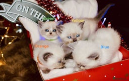 British Shorthair cats for sale: BSH Males and Females available  - Image 17