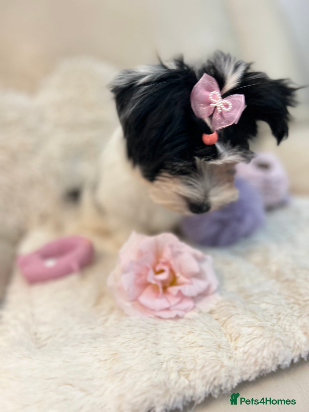 Biewer Terrier dogs for sale: 🩶🩷Biewer-Biro Champion heritage pups! 🐶❤️ - Image 10