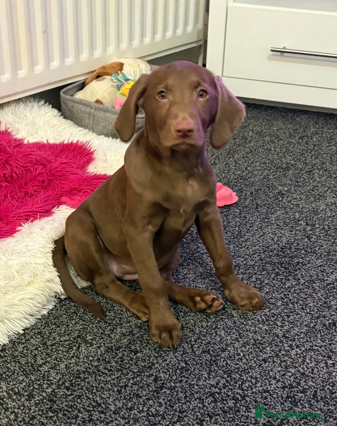 Labrador Retriever dogs for sale: Millie the chocolate brown labrador - Advert 2
