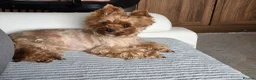 Yorkshire Terrier dogs for sale: Beautiful, 2 years old Ocean Pearl Yorkie girl  - Advert 2