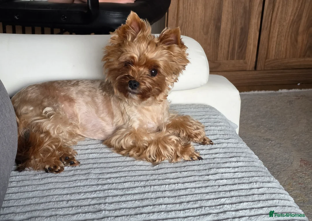 Yorkshire Terrier dogs for sale: Beautiful, 2 years old Ocean Pearl Yorkie girl  - Advert 2