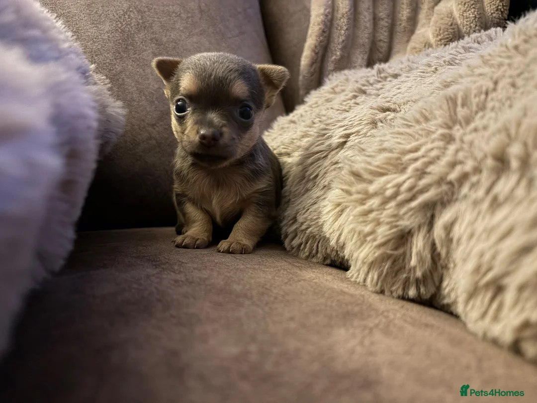 Chihuahua dogs for sale: 2 female quality chi pups available  - Advert 13