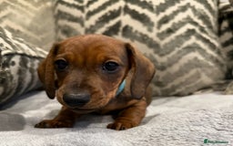 Miniature Dachshund dogs for sale: Miniature Dachshund puppies - Image 12