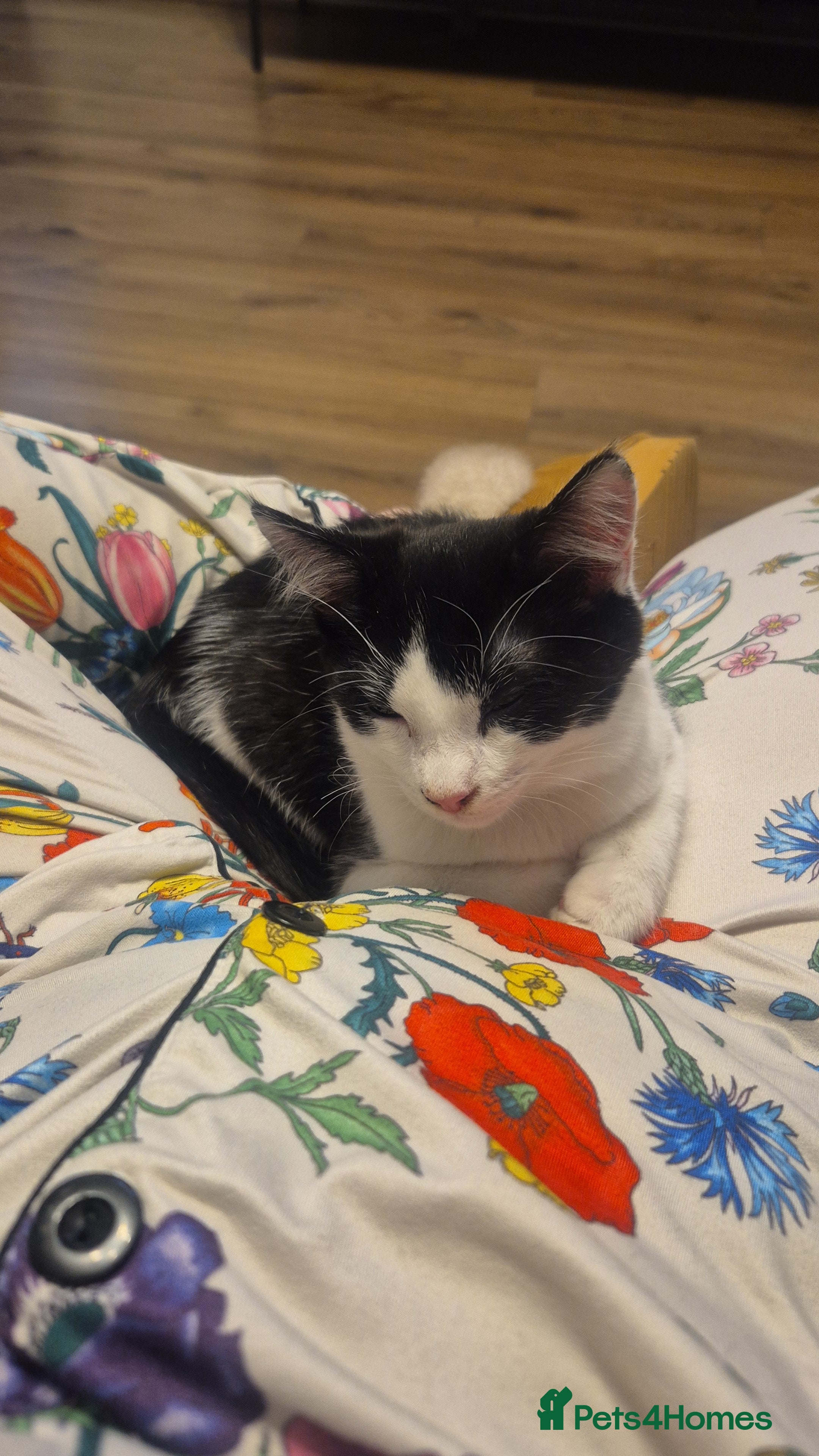 British Shorthair cats Jake & jess - Advert 2