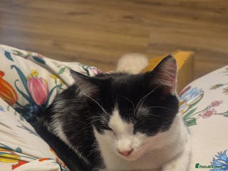 British Shorthair cats Jake & jess - Advert 6