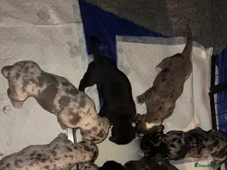 Mixed Breed dogs Stunning litter of puppies ***cheap*** - Advert 9