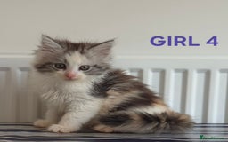 Ragcoon cats for sale: Stunning ragcoons - Image 5