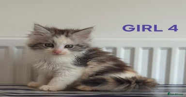 Ragcoon cats - Advert 10