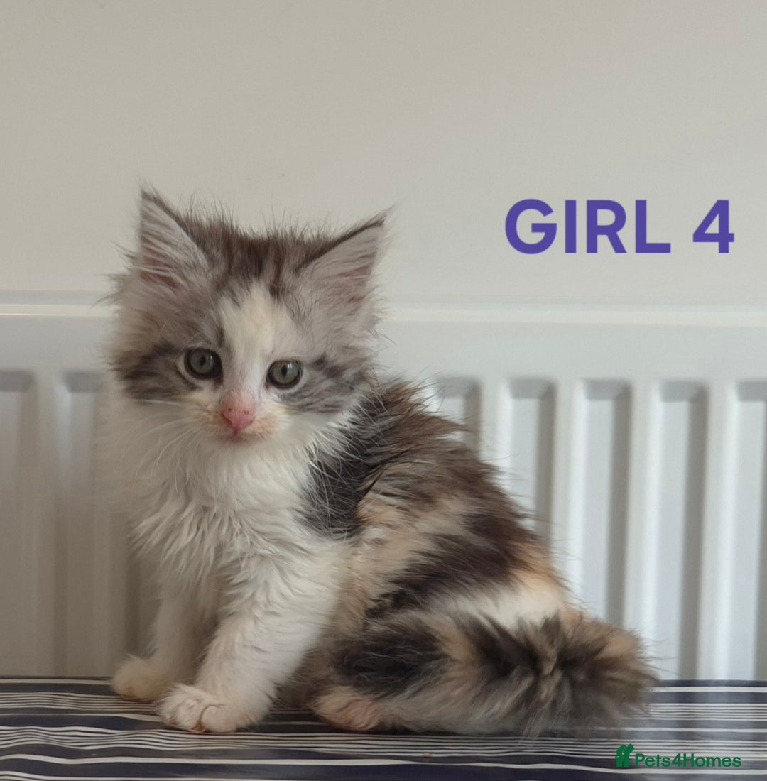 Ragcoon cats for sale: Stunning ragcoons - Image 5