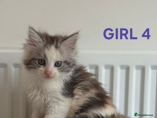Ragcoon cats - Advert 1