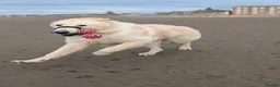 German Shepherd dogs for sale: Zeus white & Gold German shepherd - Advert 7