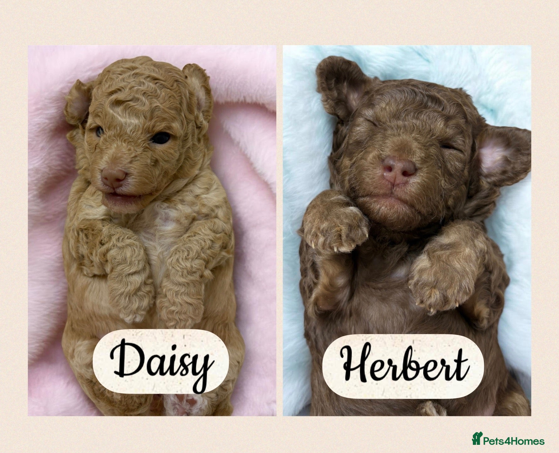 Toy Poodle dogs Chocolate toy poodles  - Advert 5