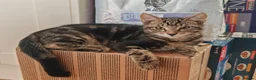 Domestic Shorthair cats for sale: Happy Kittens Looking for a new forever home - Advert 10