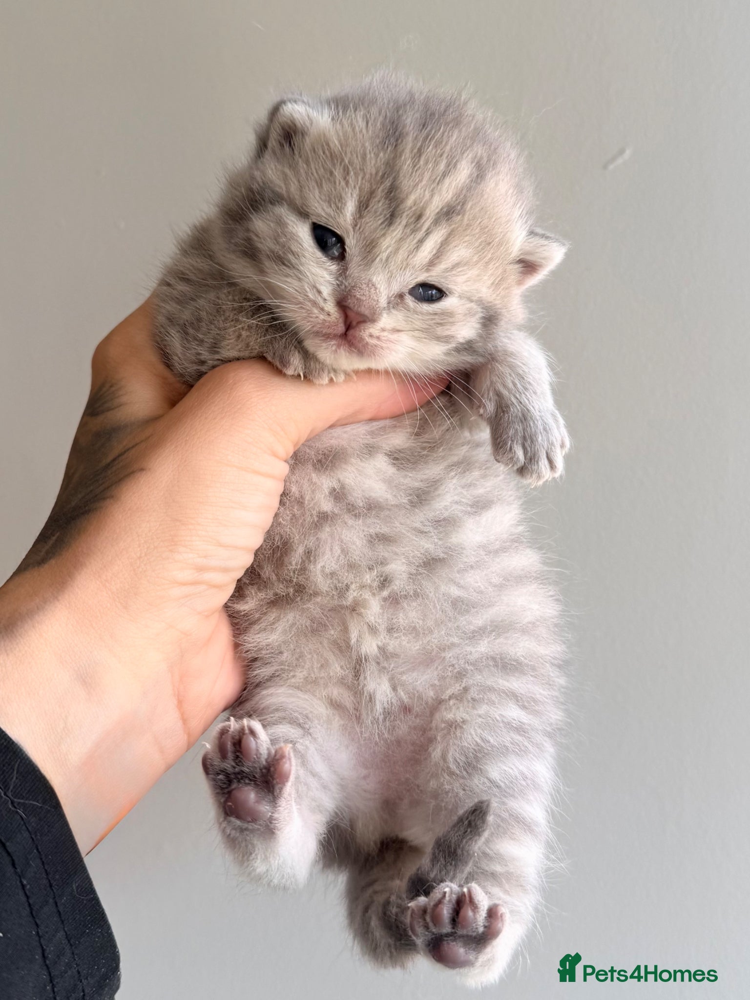 British Shorthair Kitten 1