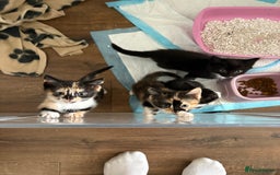 Mixed Breed cats for sale: Beautiful kittens  - Image 6