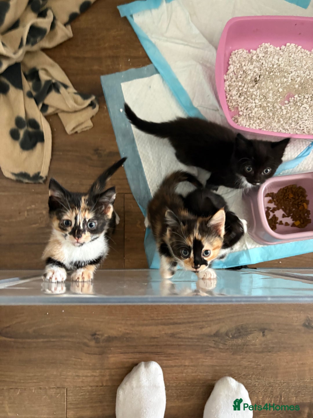 Mixed Breed cats for sale: Beautiful kittens  - Image 6
