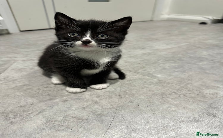 Mixed Breed cats Cute kittens  - Advert 5