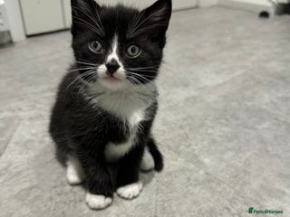 Mixed Breed cats Cute kittens - Advert 9