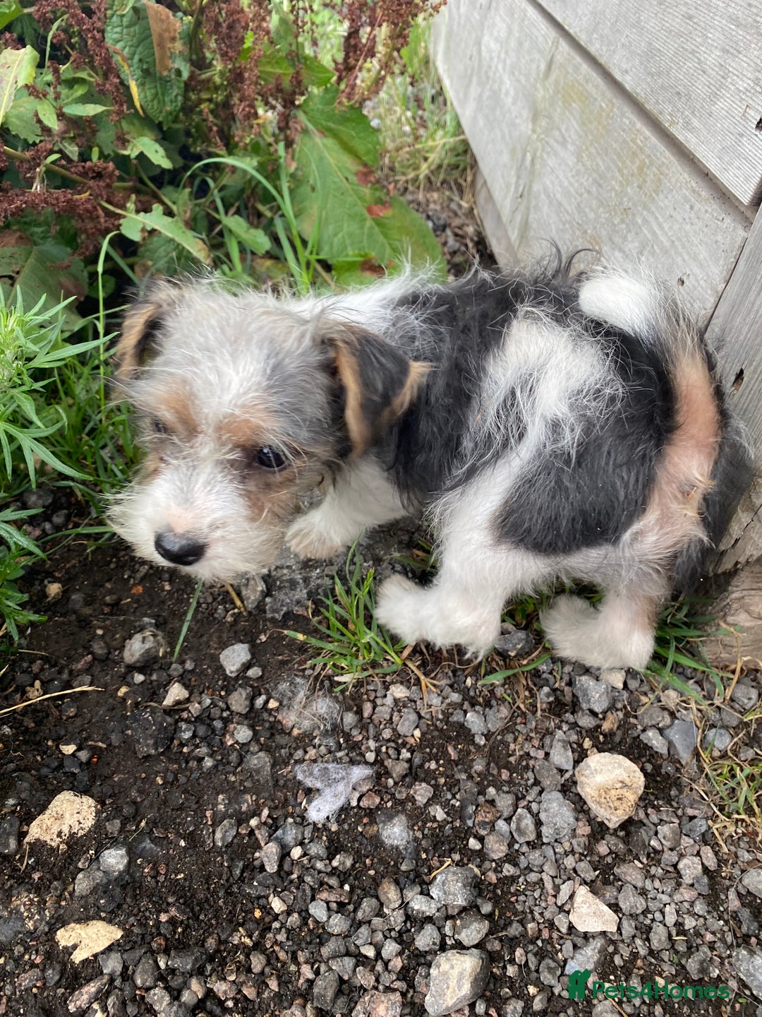 Jack Russell dogs for sale: Jack Russell - Image 2