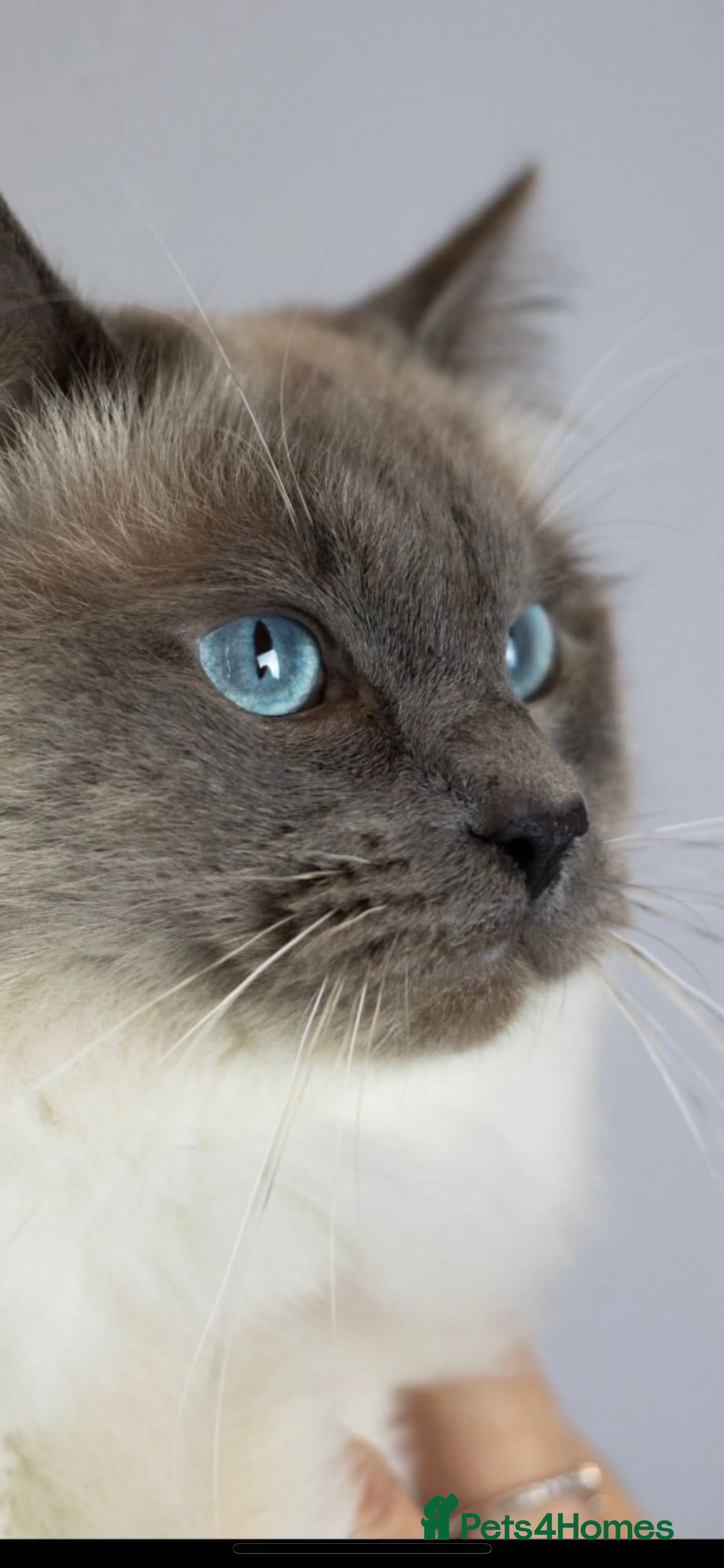 Ragdoll cats for sale: Ragdoll kittens ready the 15th September - Image 9