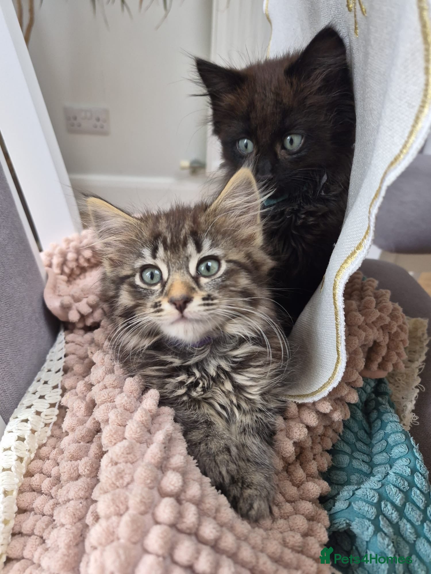 Siberian cats 3 beautiful Siberian kittens  - Advert 12