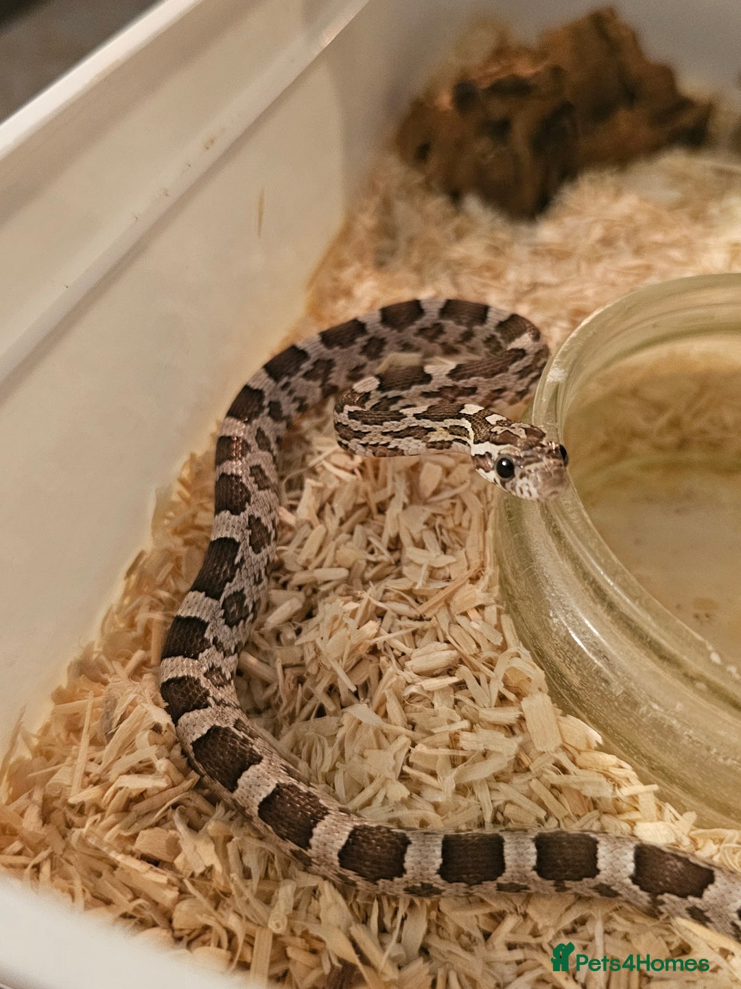 Corn Snake reptiles for sale: Anery corn snake 2024 - Image 1
