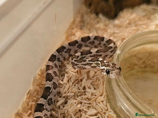Corn Snake reptiles - Advert 17