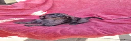 Cockapoo dogs for sale: Cockerpoo pups  - Advert 27