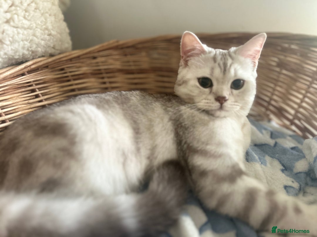 Scottish Fold cats for sale: Beautiful Marble tabby boy  - Image 2