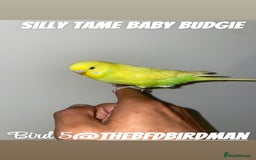 Budgerigars birds for sale: 100% Silly Tame Baby Budgies - Image 12