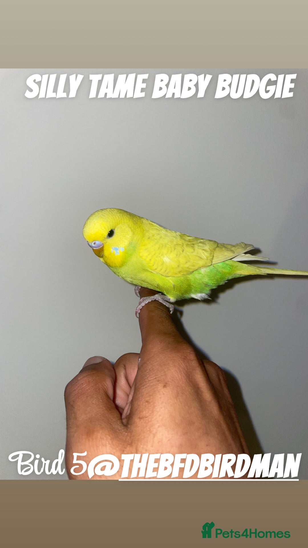 Budgerigars birds for sale: 100% Silly Tame Baby Budgies - Image 12