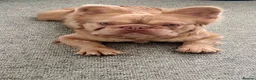 French Bulldog dogs for sale: French bulldog long hair - Advert 6