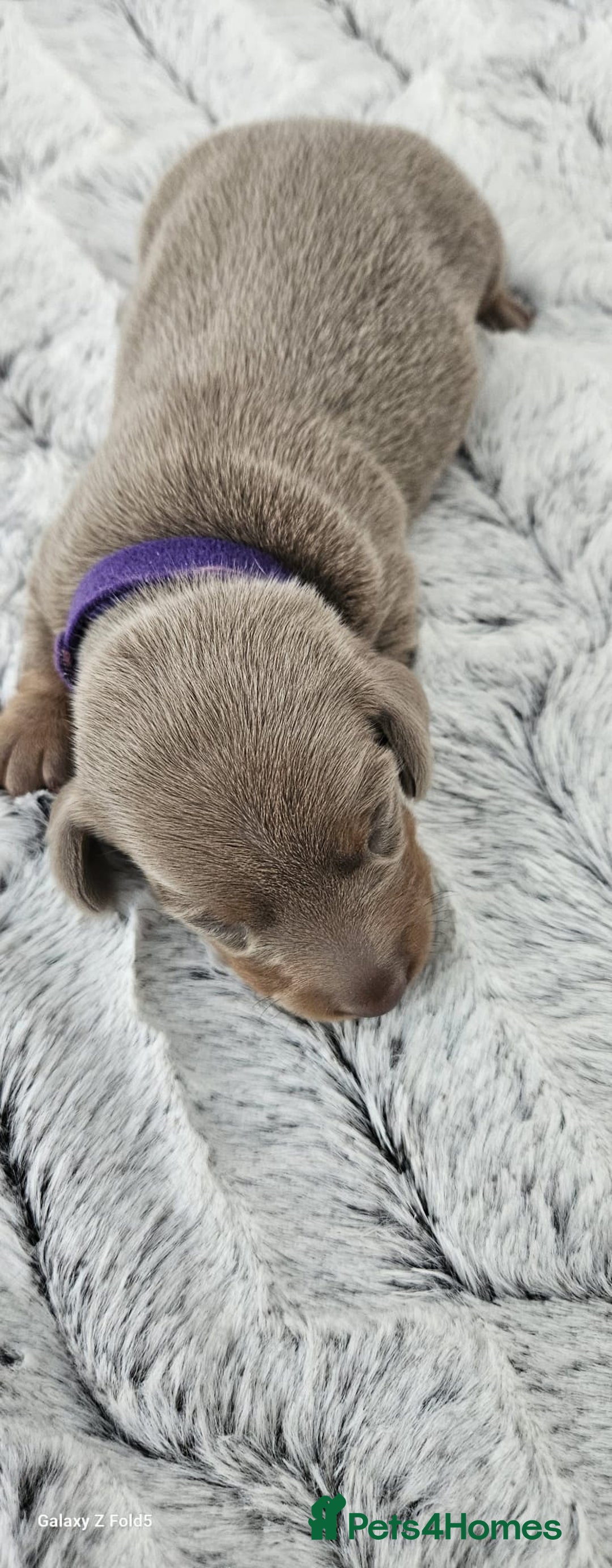 Miniature Dachshund dogs for sale: Isabella and tan miniature dachshunds - Image 8