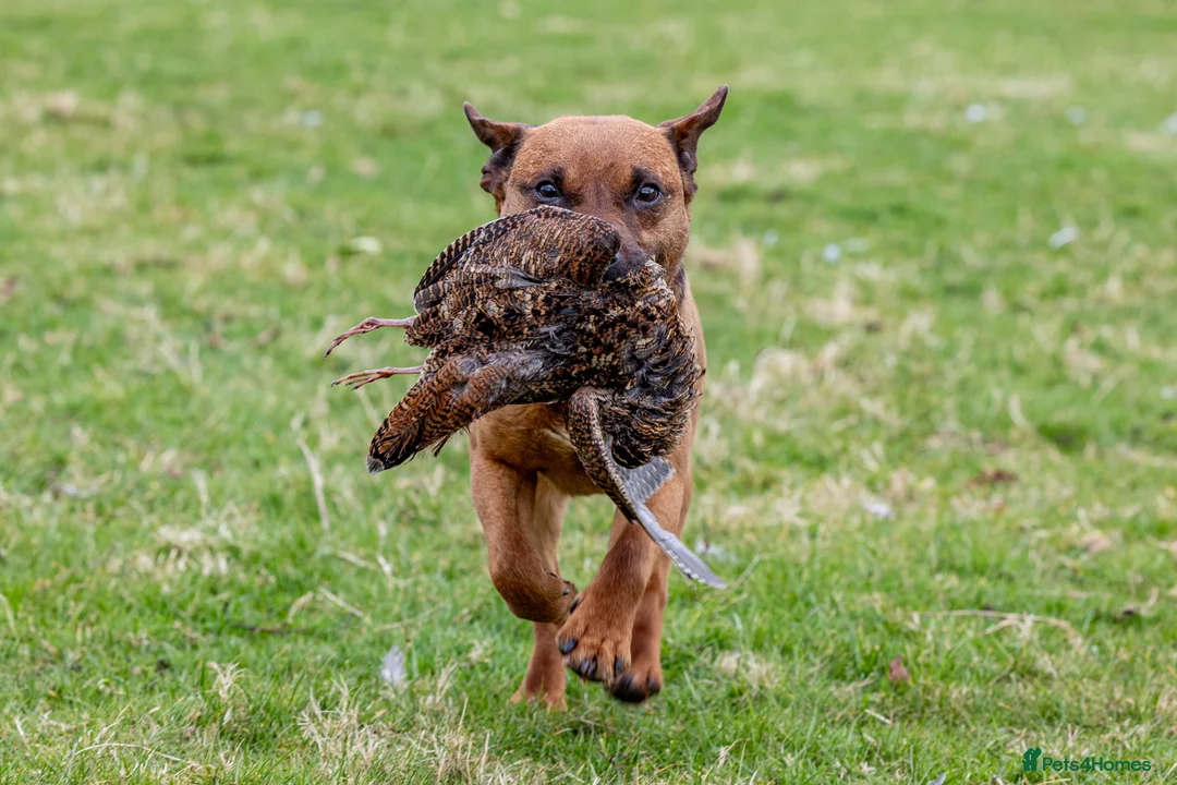 Patterdale Terrier dogs for stud: Super All Round Working Fell Terrier  in Hawes - Advert 3