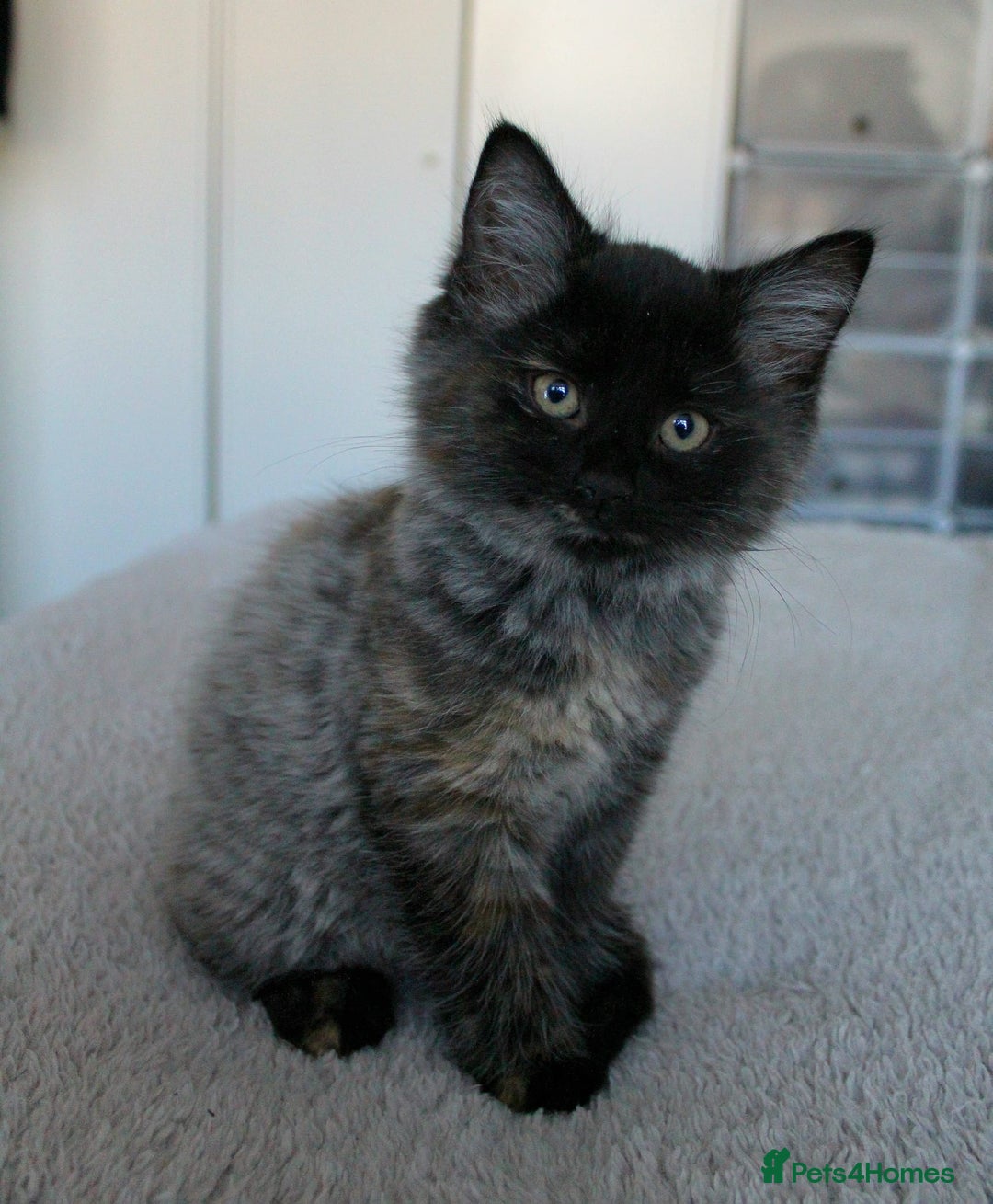 Norwegian Forest Cat cats for sale: Smoke Tortie Female, Possible Norwegian Forest - Advert 6