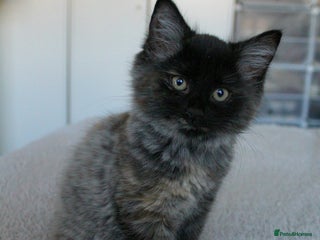 Norwegian Forest Cat cats Smoke Tortie Female-Norwegian Forest cross Persian - Advert 1