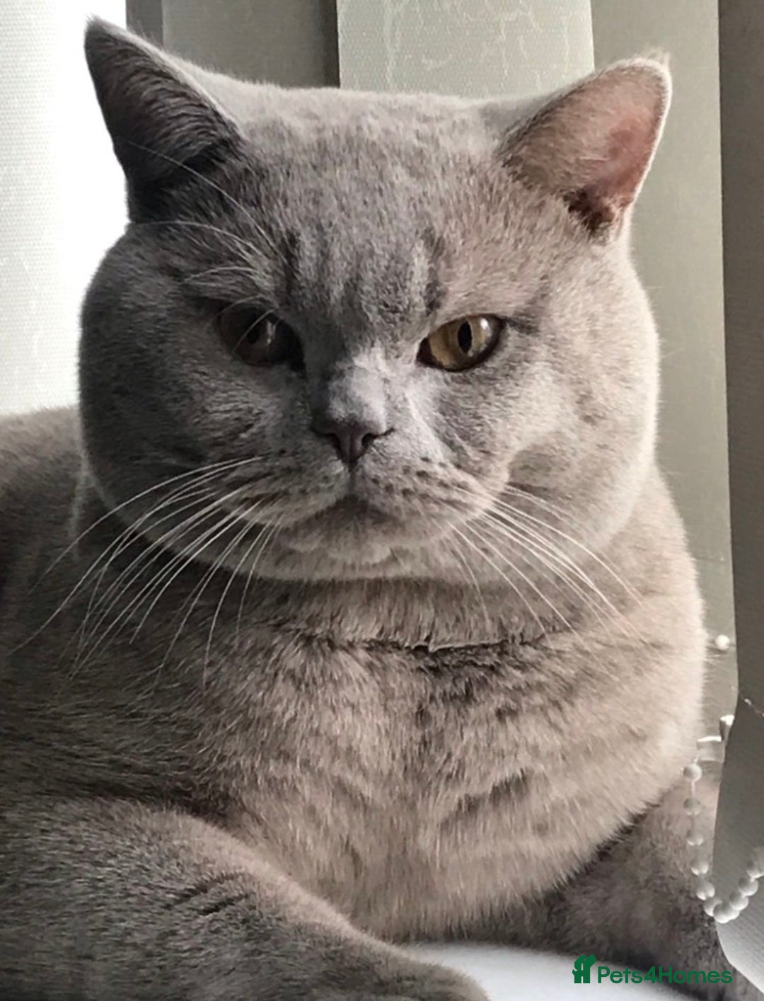 British Shorthair cats for stud: Stud service only  - Advert 7