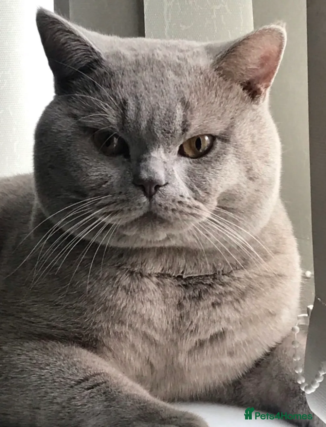 British Shorthair cats for stud: Stud service only  - Advert 7