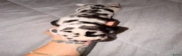 Great Dane dogs for sale: Great Danes puppies  in London - Advert 9